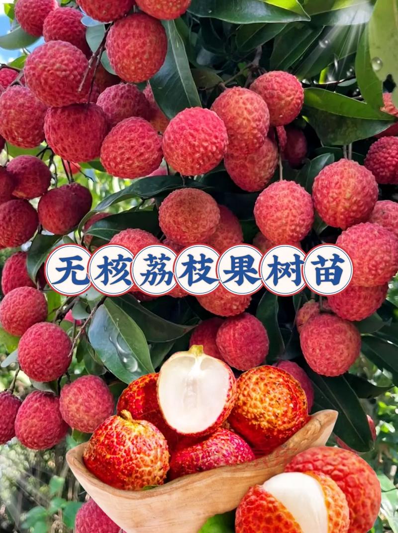 朋友們,優(yōu)質(zhì)的荔枝種苗上線啦!它不挑土壤