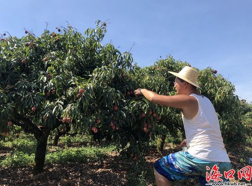 無核荔枝喜迎豐收 海口三門坡 荔枝家族 添新成員海口文明網(wǎng)