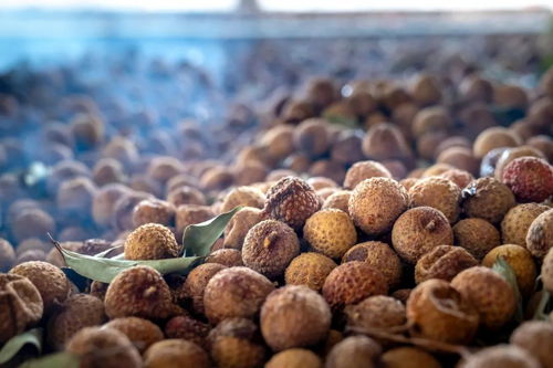 正宗福建莆田桂圓肉來了 無核免剝,鮮果現(xiàn)蒸,入口甘甜軟糯