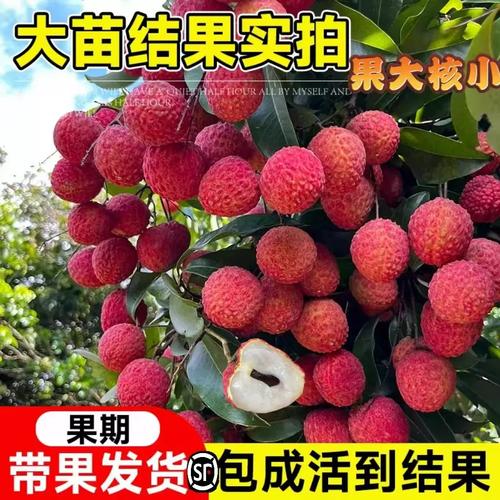 荔枝無核樹苖桂味妃子笑糯米糍果樹嫁接仙進(jìn)奉嫁接果苗當(dāng)年結(jié)果