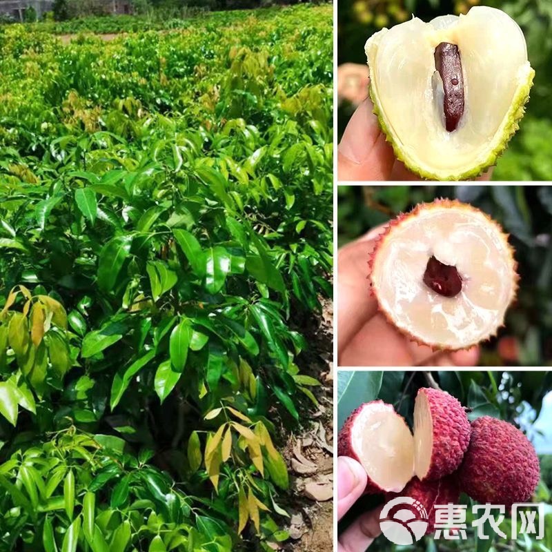 荔枝樹(shù)苗嫁接苗桂味荔枝無(wú)核荔枝妃子笑荔枝雞嘴荔笑早熟南方荔枝