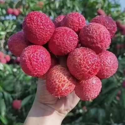 海南荔枝王海南荔枝王供應(yīng)_海南荔枝王價(jià)格