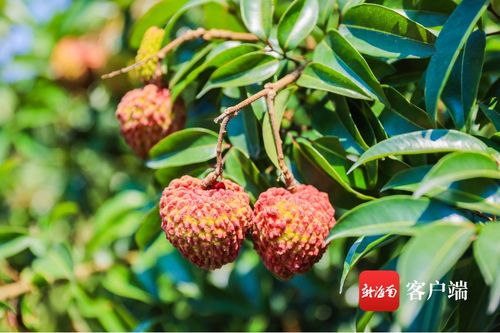 今年?？谛阌⒒鹕嚼笾︻A計產量3000萬斤 首批熟果預計5月25日上市