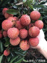廣西欽州特產荔枝,細 脆 甜