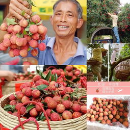 花樣漳州 愛荔豐收，電商助“荔”網上行，無核荔枝的甜蜜革新