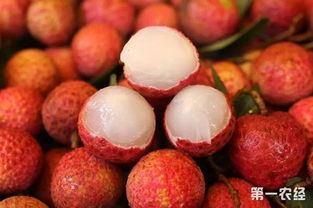 早熟無核荔枝搶占市場先機，海南特色水果再創佳績