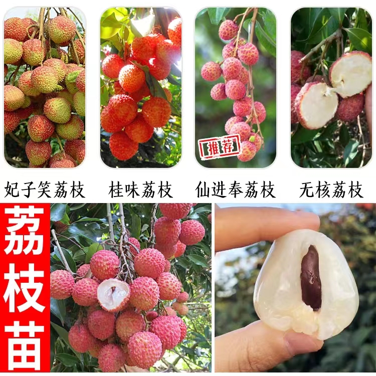 嫁接無核桂味與妃子笑荔枝 廣西優質大苗栽培指南