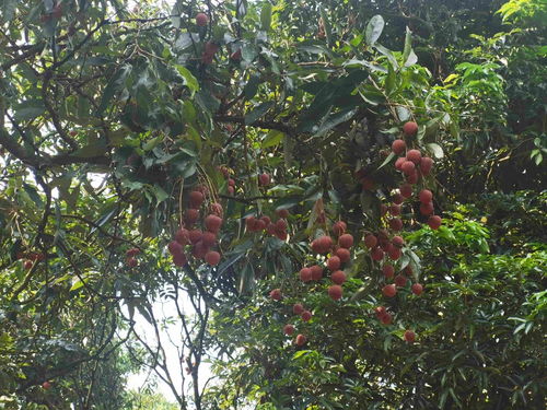 從“小特產”到“大產業” 茂名無核荔枝的升級之路