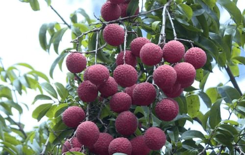 陽江新添“國字號”農產品，無核荔枝成吃貨新寵