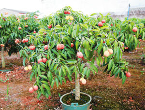 澄邁盆栽無核荔枝 創(chuàng)新培育，即將“鮮活”北上銷往內地